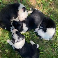 Cuccioli Border Collie con Pedigree