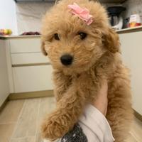 Barboncino toy femmina