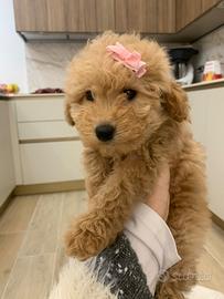 Barboncino toy femmina