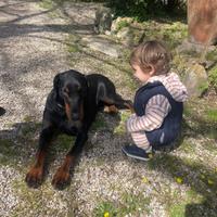 Cuccioli di Dobermann Nero Focato con Pedigree