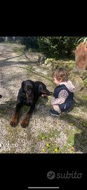 Cuccioli di Dobermann Nero Focato con Pedigree