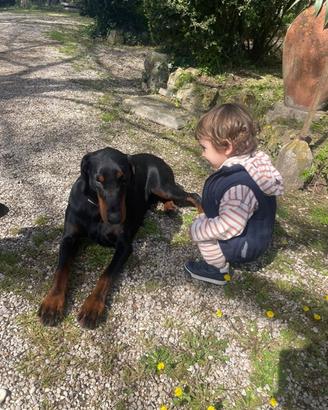 Cuccioli di Dobermann Nero Focato con Pedigree
