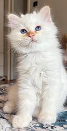 Cuccioli di Sacro di Birmania