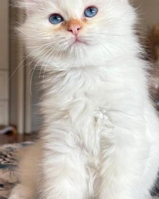 Cuccioli di Sacro di Birmania