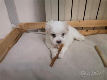 Cucciolata di maltesi con pedigree