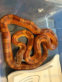 Elephe Guttata 1.0 bloodred pied