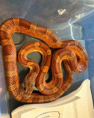 Elephe Guttata 1.0 bloodred pied