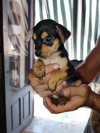 cuccioli di princery 