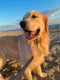 Golden Retriever Americano da monta (Pedigree)