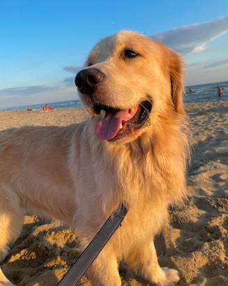Golden Retriever Americano da monta (Pedigree)