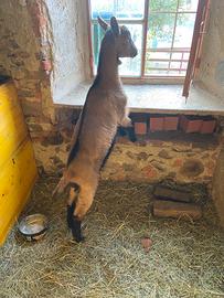 Capra Camosciata delle alpi