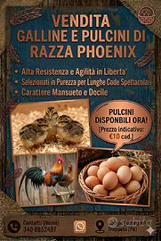 Pulcini Phoenix in purezza