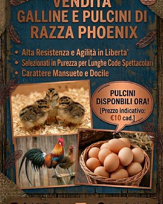 Pulcini Phoenix in purezza