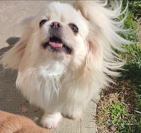 Chihuahua femmina pelo lungo