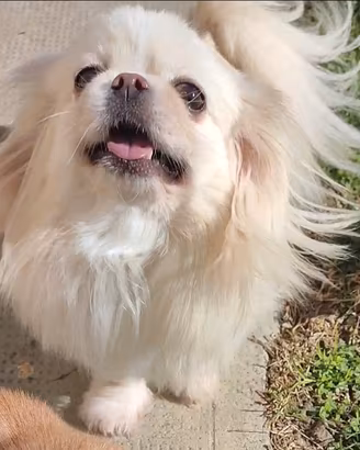 Chihuahua femmina pelo lungo