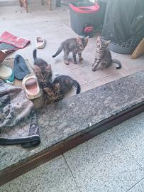Gattino simpatica