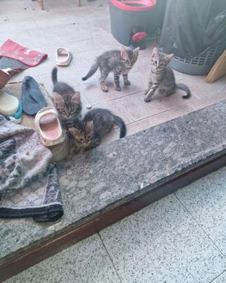 Gattino simpatica