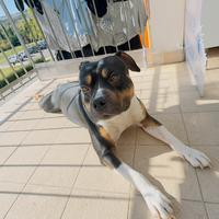 American Pitbull per monta chi fosse interessato
