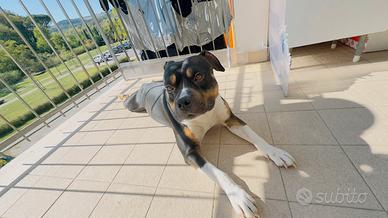 Accoppiamento american pitbull