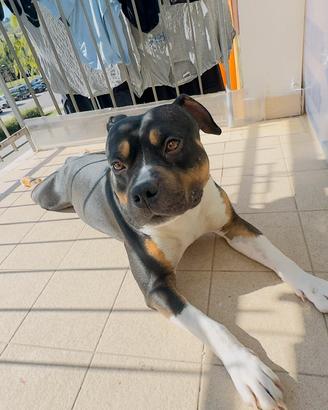 American Pitbull per monta chi fosse interessato