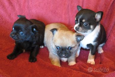 Chihuahua cuccioli