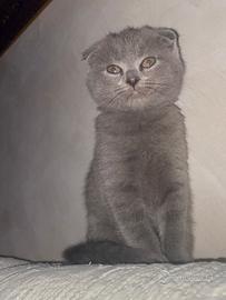 Gatti Scottish Fold e Scottish Straight