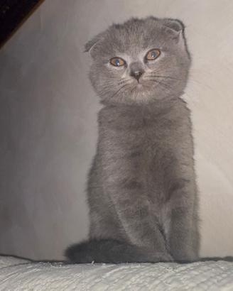 Gatti Scottish Fold e Scottish Straight