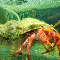 Paguro Dardanus acquario marino