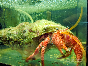 Paguro Dardanus acquario marino