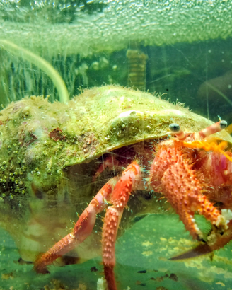 Paguro Dardanus acquario marino