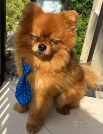 Volpino di pomeriana