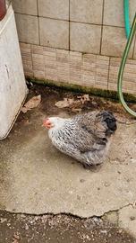 Cocincine Nane Coppia