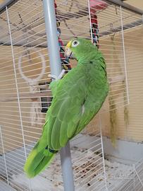 Amazzone fronte gialla