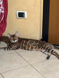 Gatto bengala