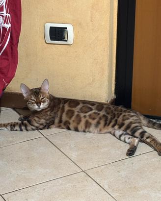 Gatto bengala