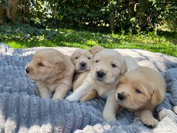 Cuccioli Golden retriever