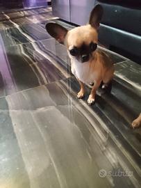 Ogtr chihuahua mini Toy