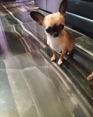 Ogtr chihuahua mini Toy