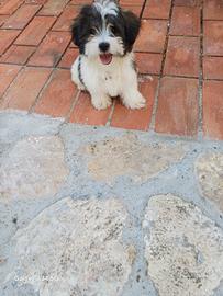 Cucciola di shitzu