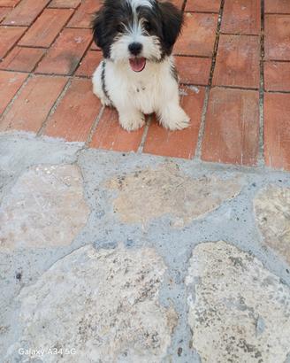 Cucciola di shitzu