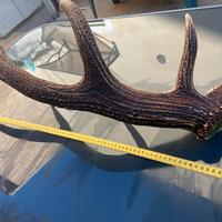 Corno Cerbo Maschio Adulto