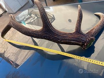 Corno Cerbo Maschio Adulto
