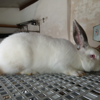 Coniglio razza californiana