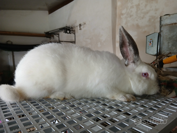 Coniglio razza californiana