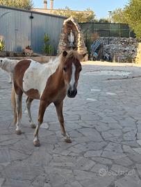 mini pony maschio 