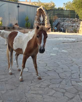 mini pony maschio 