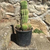 Cactus altezza 30 cm con altri piccoli.