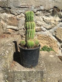 Cactus altezza 30 cm con altri piccoli.