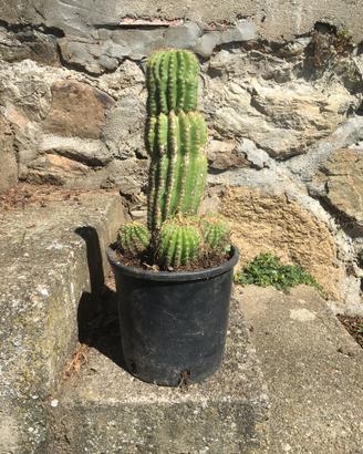 Cactus altezza 30 cm con altri piccoli.