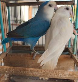 Coppia inseparabili NT